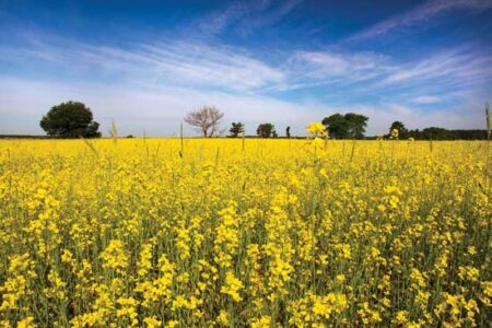 The Economics of Cover Crops Image